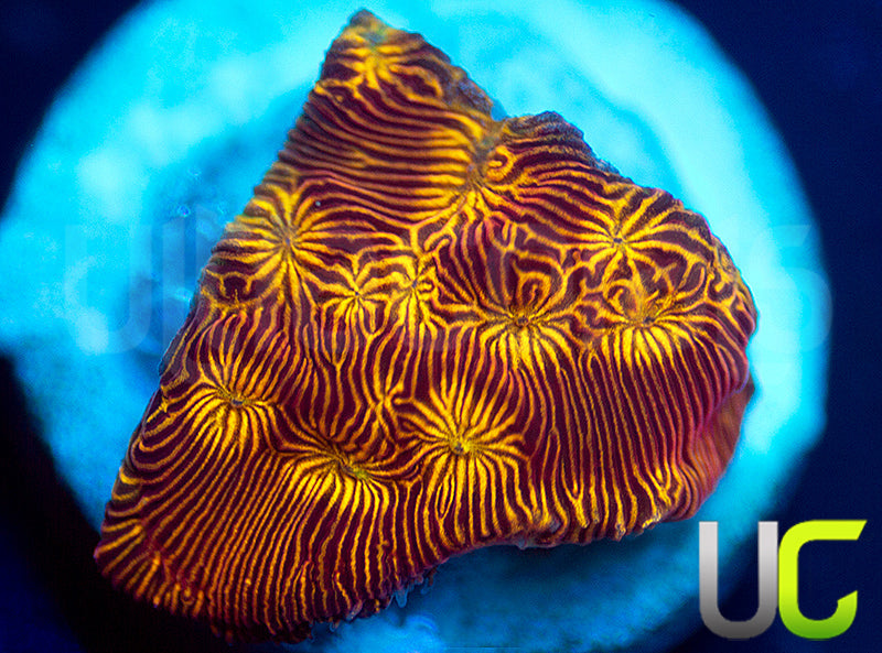 UC Sun Goddess Lepto