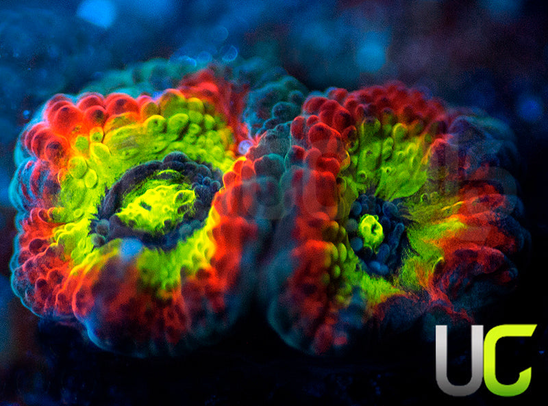 BigR Holy Grail Micro Amakusensis