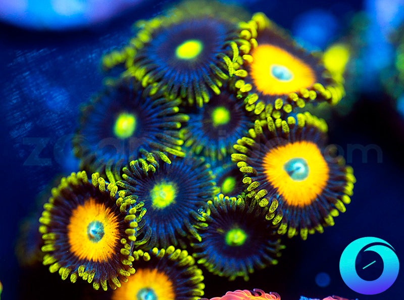 Corona & Scrambled Eggs