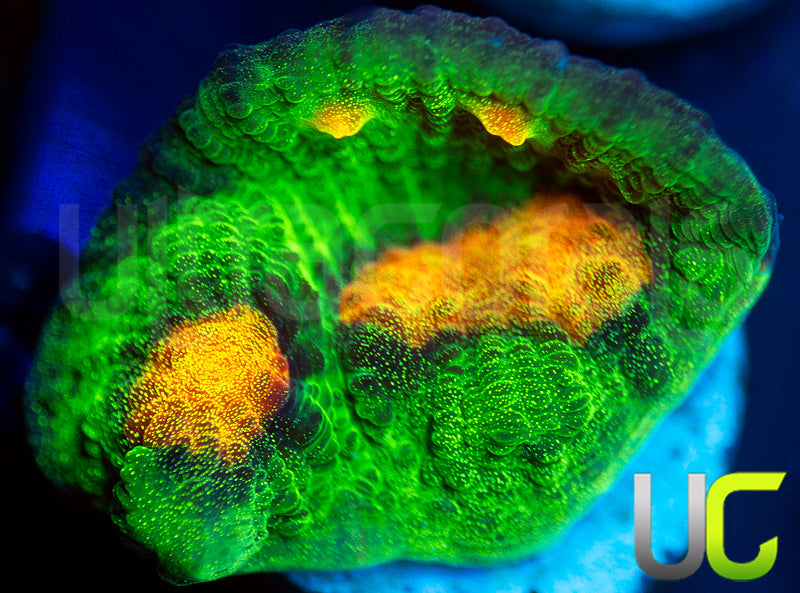 JF Raja Rampage Chalice