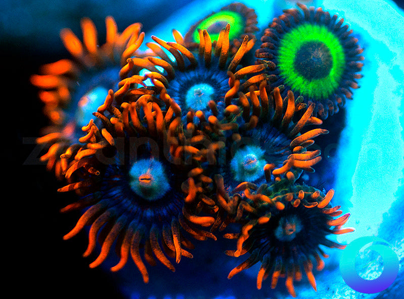 Yellers & Emeralds on Fire