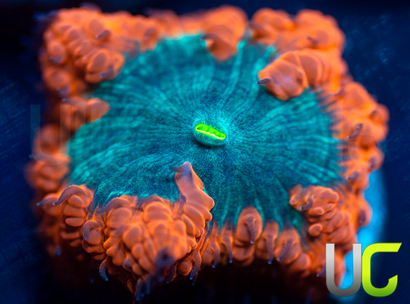 UC Dark Ember Blasto