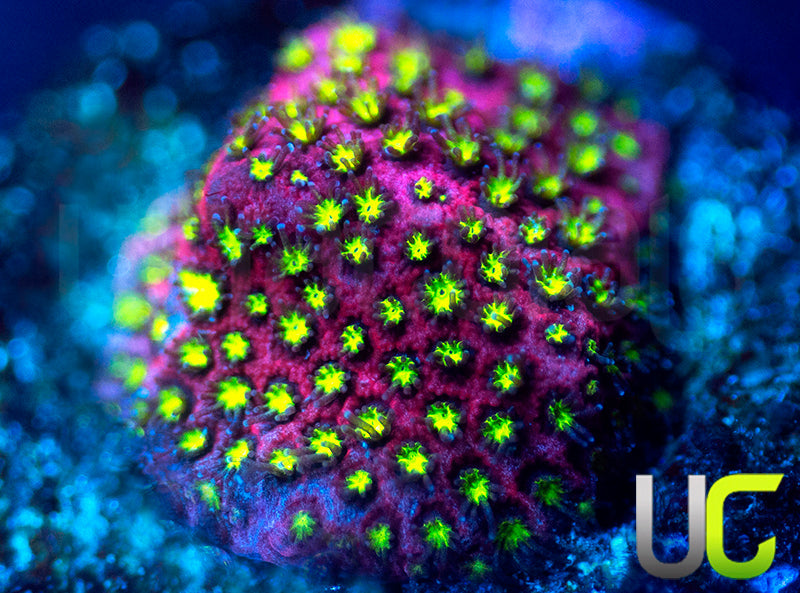 UC Raspberry Pie Stylo