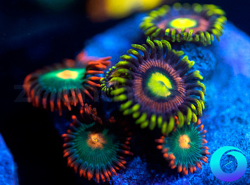 Lemon Devils & Gatorades