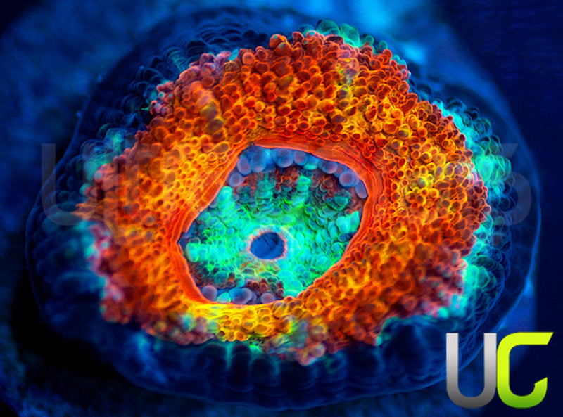 UC Blue Mystique Micro Lord