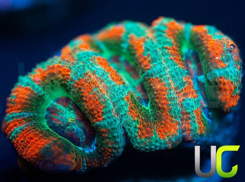 UC Carousel Micro Amakusensis