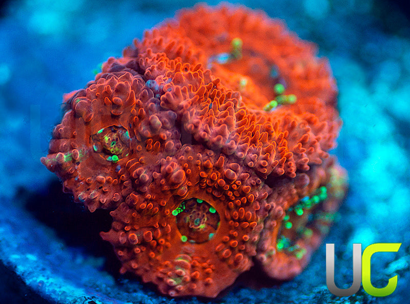 UC Watermelon Mojito Micro Amakusensis