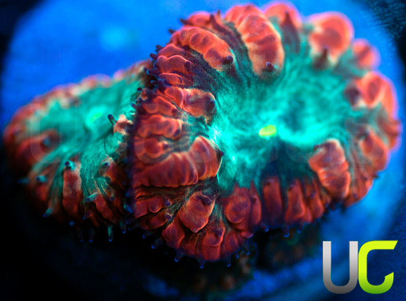 UC Home Stretch Blastos