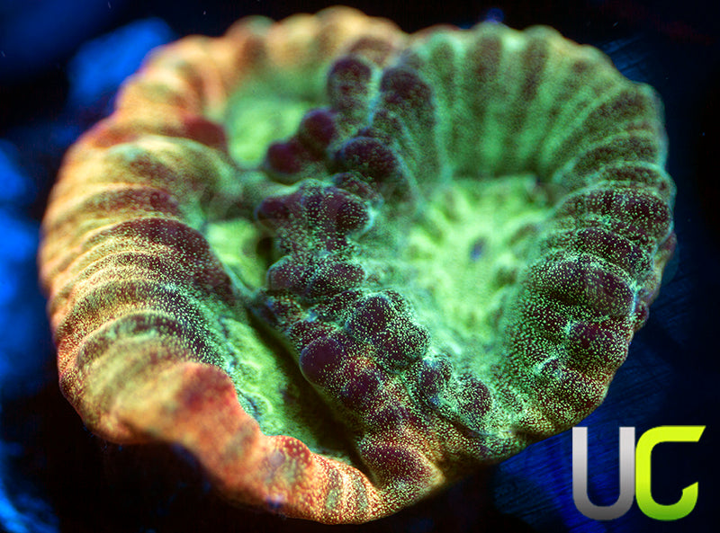 JF Psycho Rainbow Rim Favia