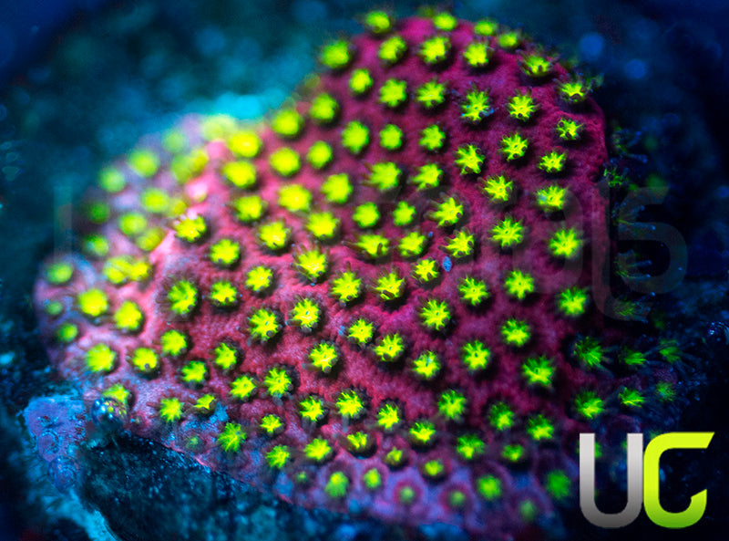 UC Raspberry Pie Stylo