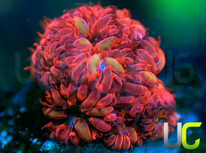 UC Blue Raven Blastos