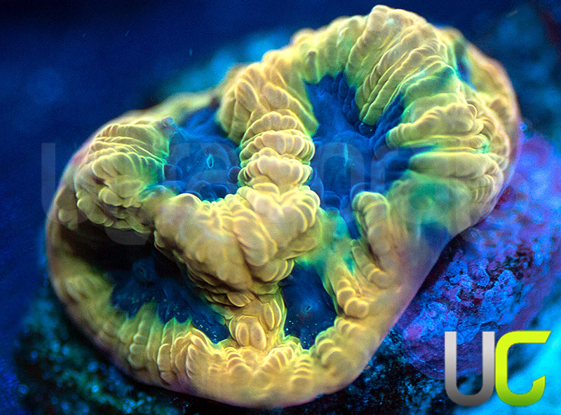 UC Mamba Jamba Favia