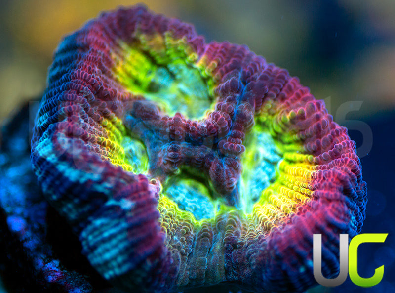 NEW RELEASE: UC Regal Goniastrea