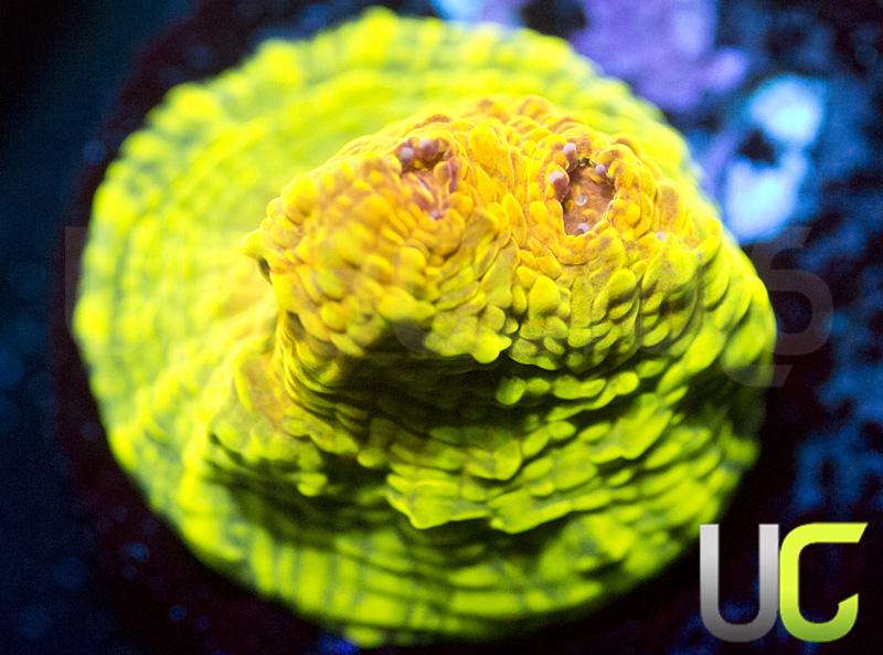 UC Brazilian Carnival Chalice