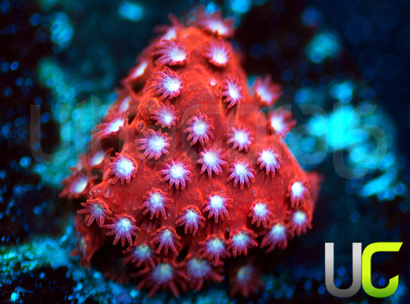 JF Scarlet Fever Stylo