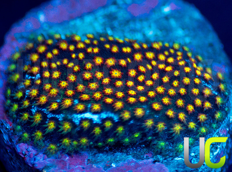 UC Flamethrower Stylo