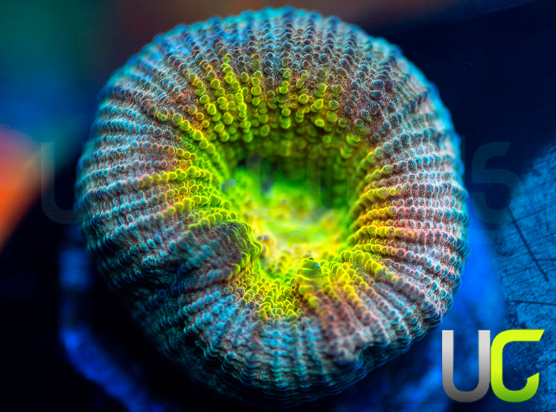 UC Rainbow Goniastrea
