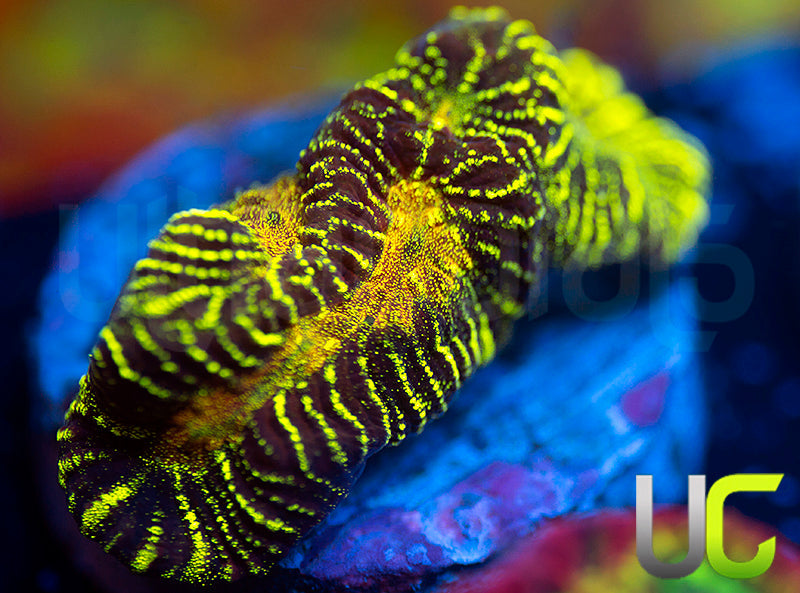 UC Scary Canary Platy