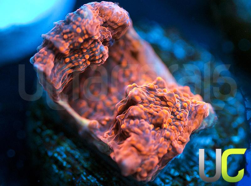 UC Metallic Red Lava Chalice