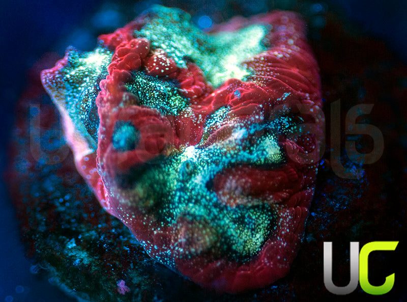 UC Bloody Mary Favites