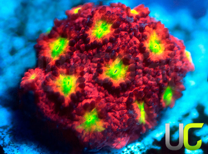 UC Sweet Tart Madracis