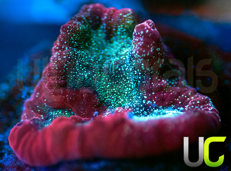 UC Bloody Mary Favites