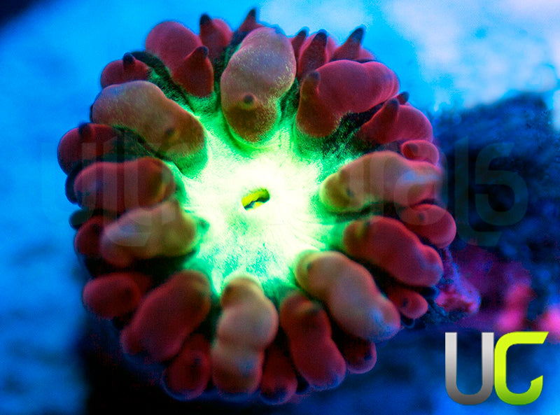 UC Gypsy Blasto Merletti