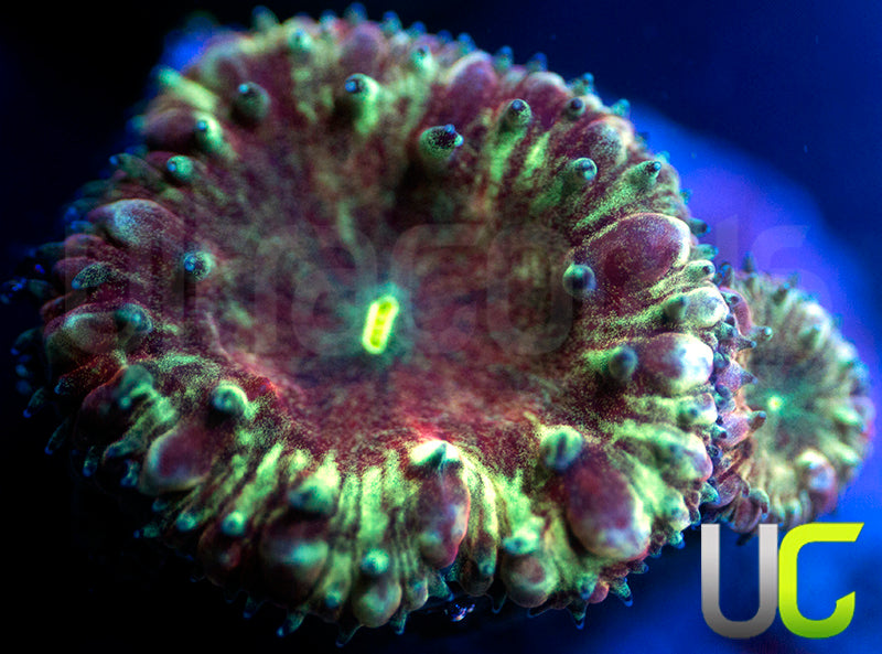 UC Apocalypse Blasto