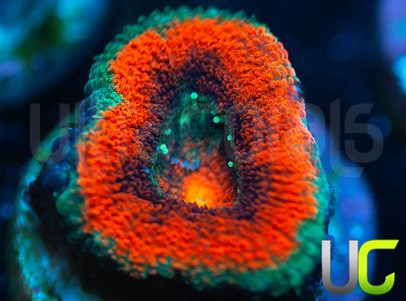UC Mothership Micro Amakusensis