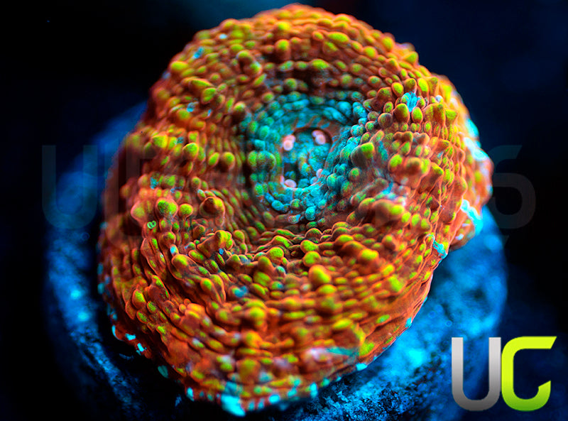 UC Bounce House Chalice