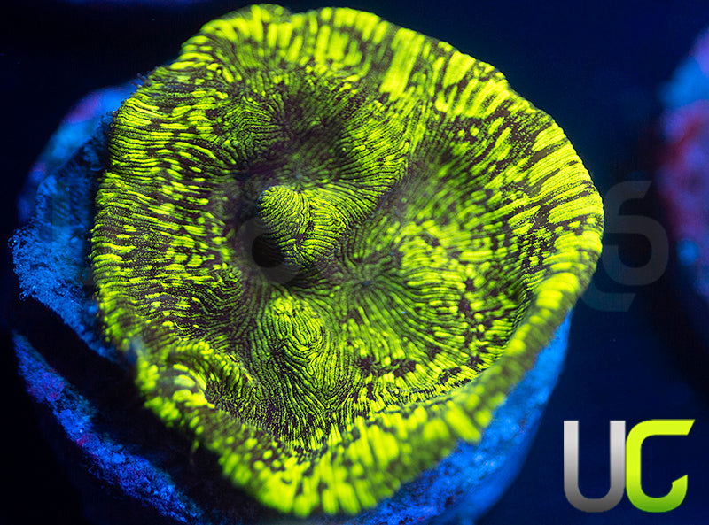 UC Intoxication Leptoseris