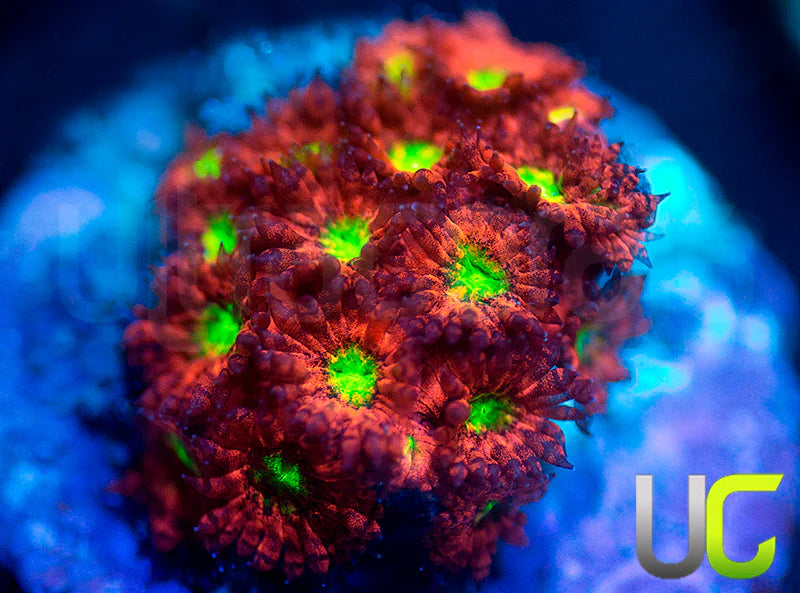 UC Sweet Tart Madracis