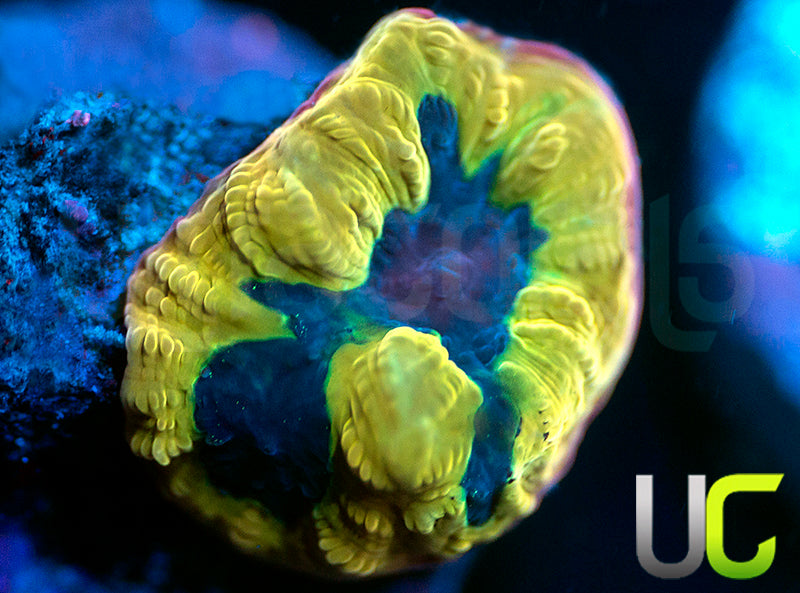 UC Mamba Jamba Favia