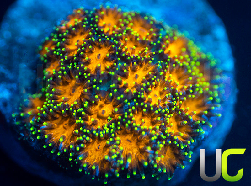 UC Lightning Tip Leptastrea