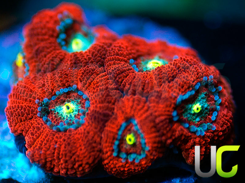 UC Red Ripper Micro Amakusensis