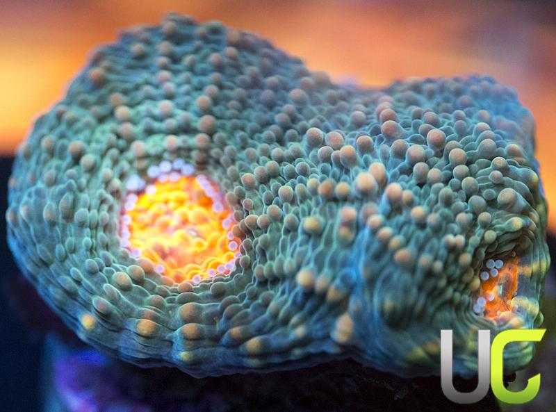 UC Wild and Woolly Echinata