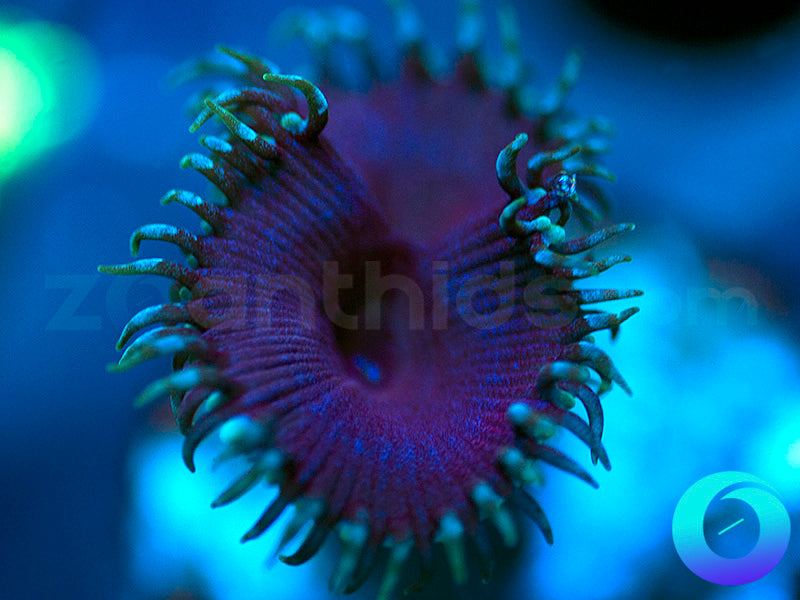 Electric Blue Protopaly