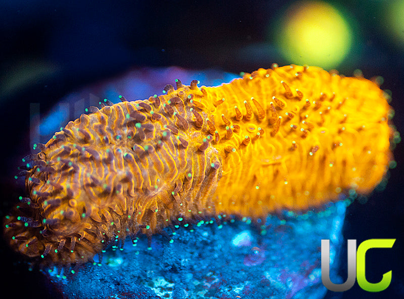 LC Grafted Tiger Litho