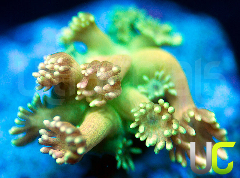 New Release: UC Emerald Sunrise Goni