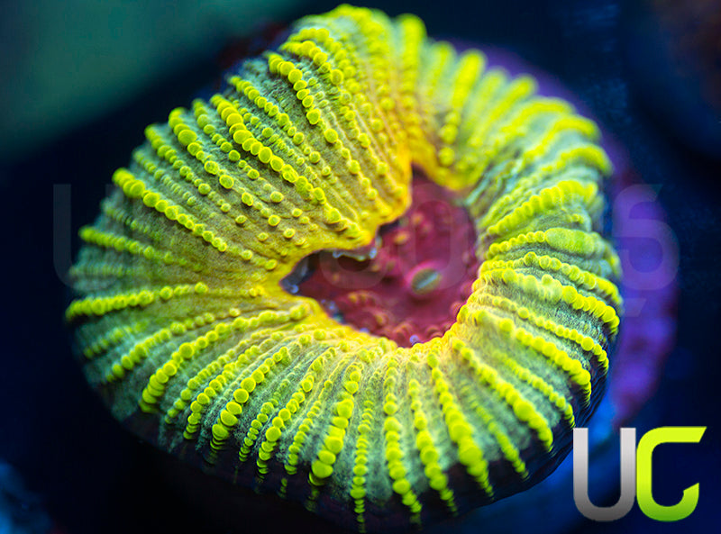 UC Electric Honeycomb Favia