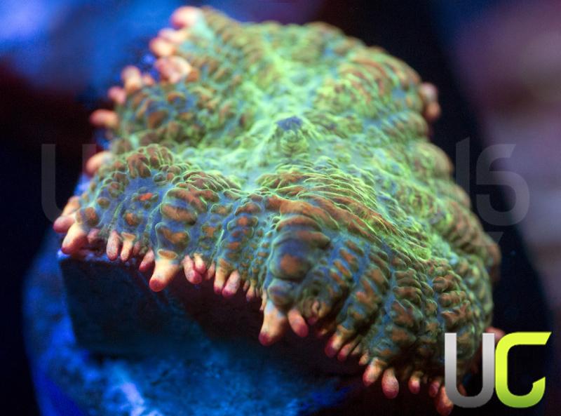 UC Pop Fizz Mushroom