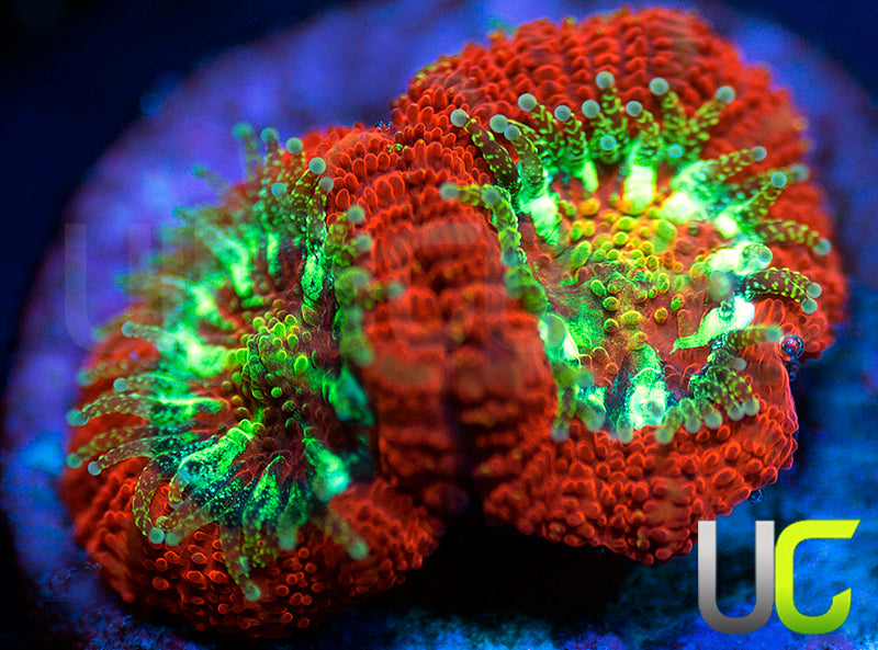 UC Dragon Slayer Micro Amakusensis