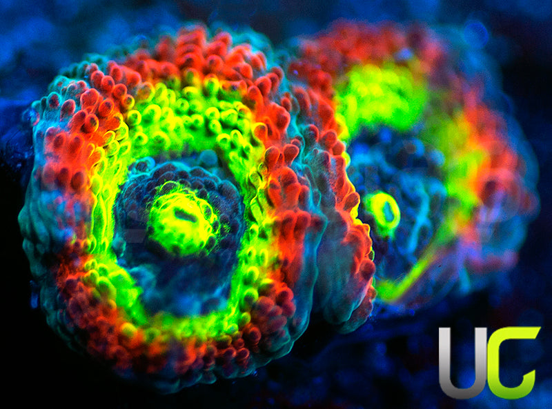 BigR Holy Grail Micro Amakusensis