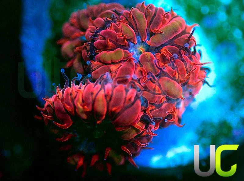 UC Blue Raven Blastos