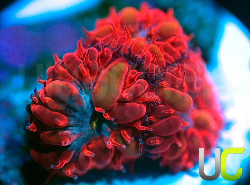 UC Blue Raven Blastos