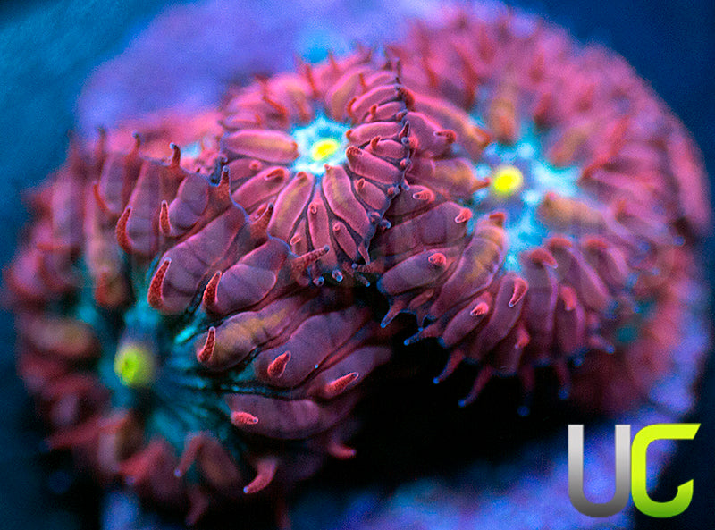 UC Boondocks Blastos