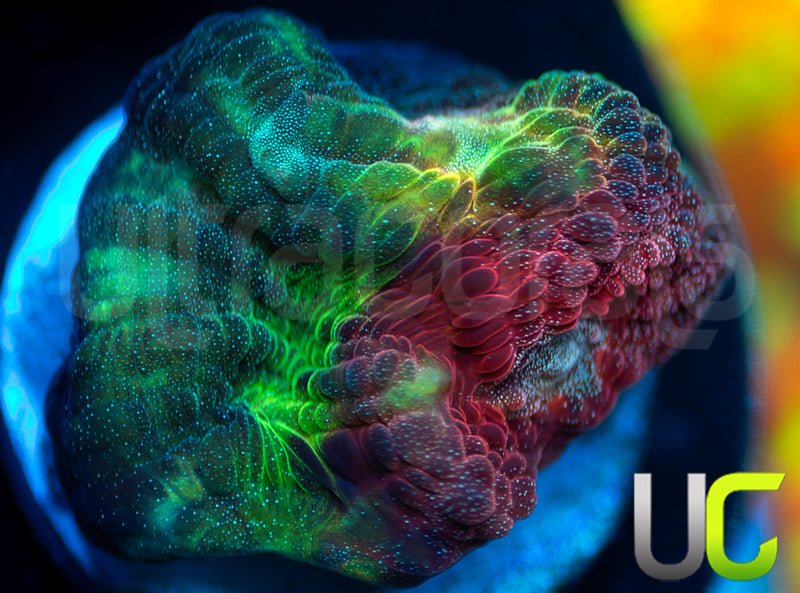 UC Strawberry Martini Mycedium Chalice