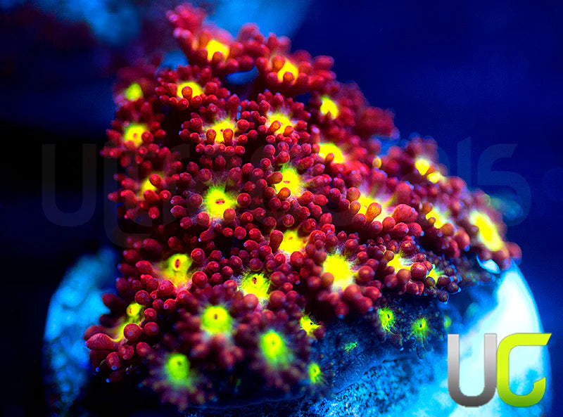 UC Party Starter Micro Goni