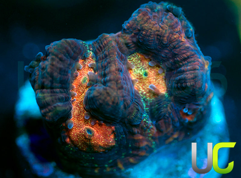 NEW RELEASE: UC Purple Rain Platy