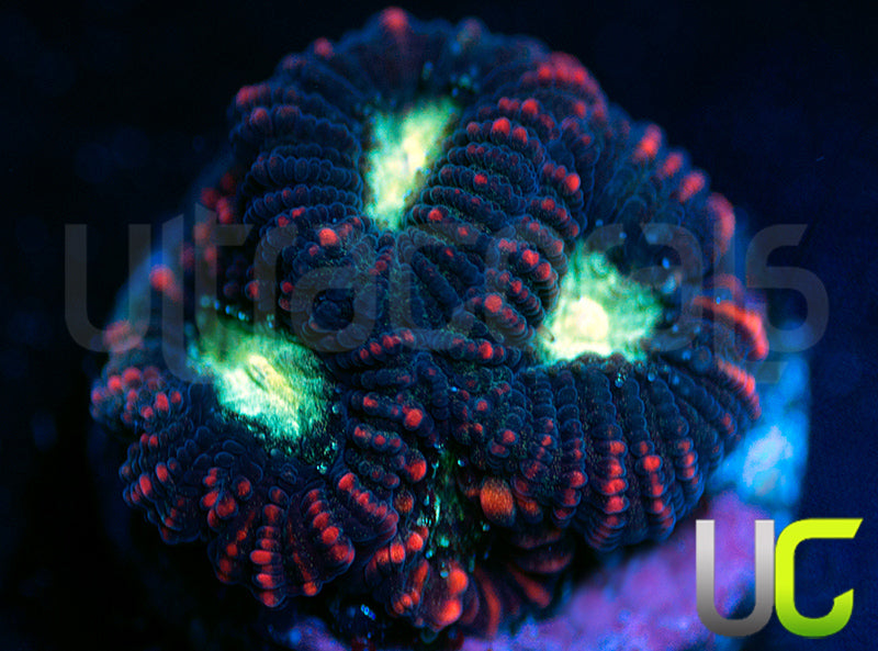 UC Hidden Dragon Favia